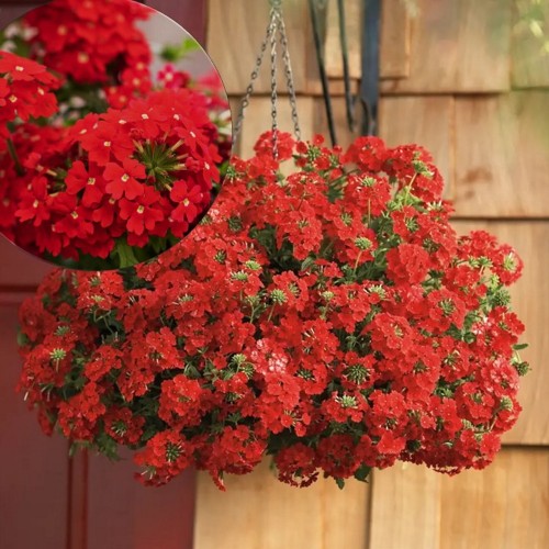 Verbena 'VEPITA Scarlet' - Aed-raudürt 'VEPITA Scarlet' 